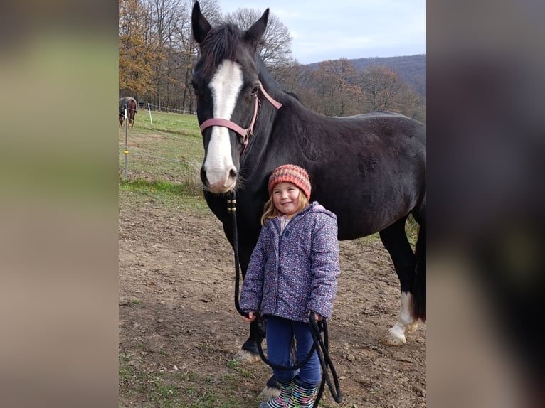 Welsh-D Jument 4 Ans 149 cm Noir in Breitenfurt bei Wien