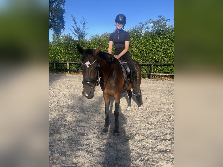 Welsh-D Jument 4 Ans 153 cm Bai in Bruchterveldruchterveld