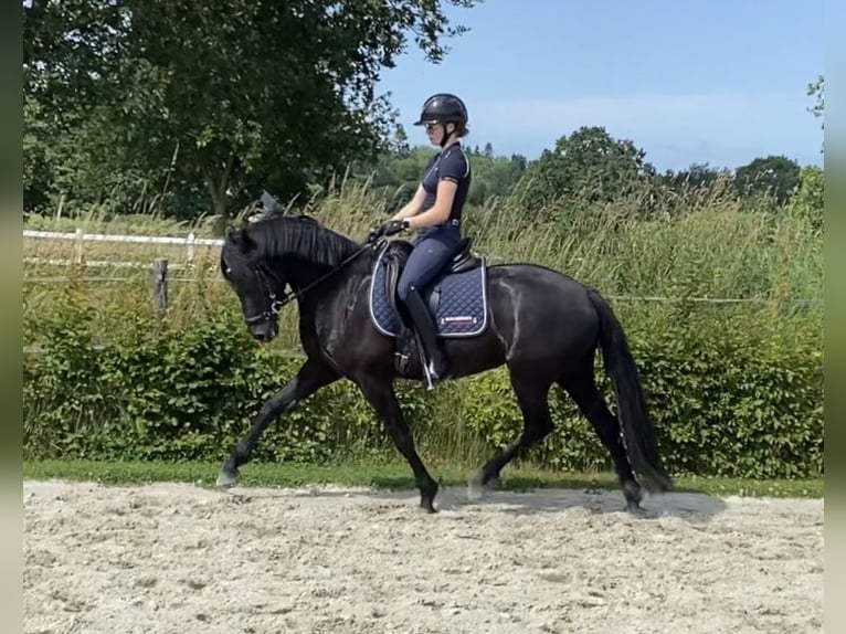 Welsh-D Jument 4 Ans 155 cm Noir in Kabelhorst