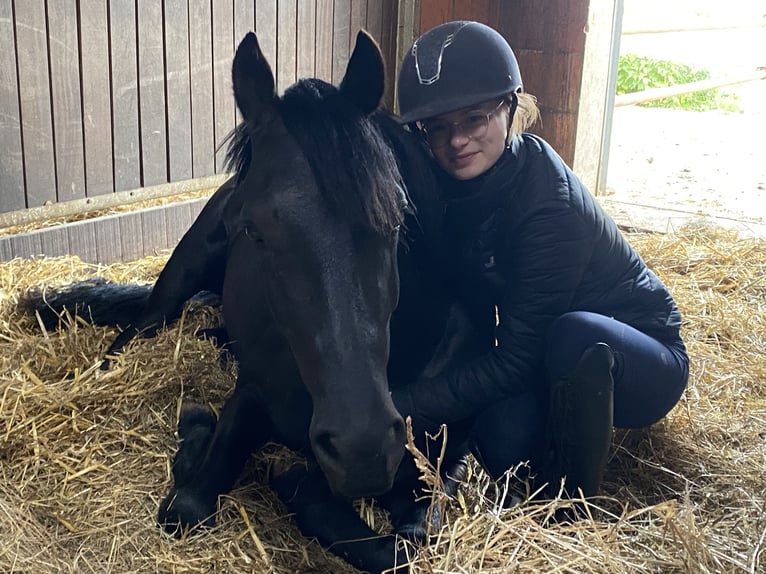 Welsh-D Jument 4 Ans 155 cm Noir in Kabelhorst