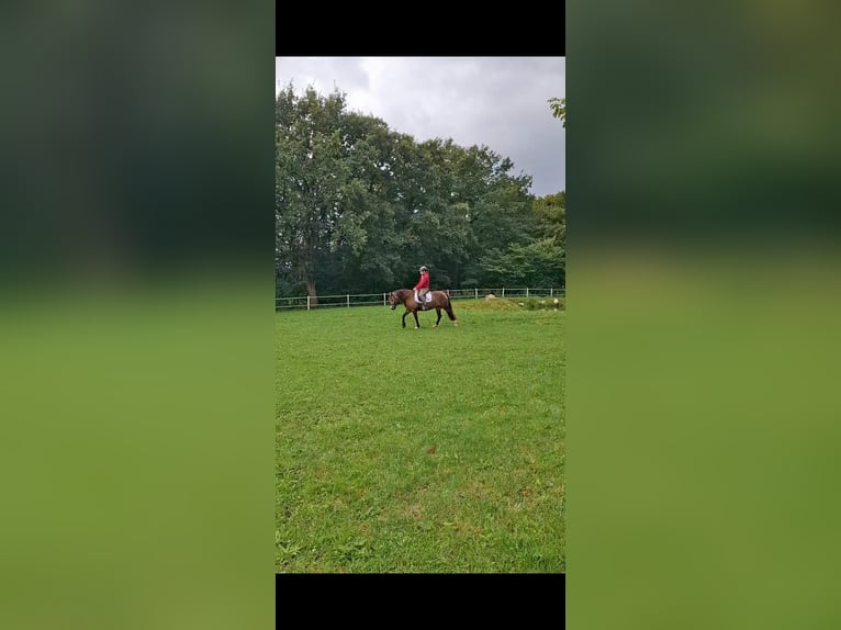 Welsh-D Jument 5 Ans 149 cm Buckskin in Henstedt-Ulzburg