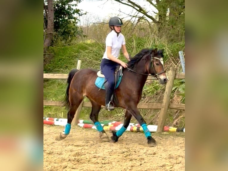 Welsh-D Jument 6 Ans 142 cm Bai brun in Bornem