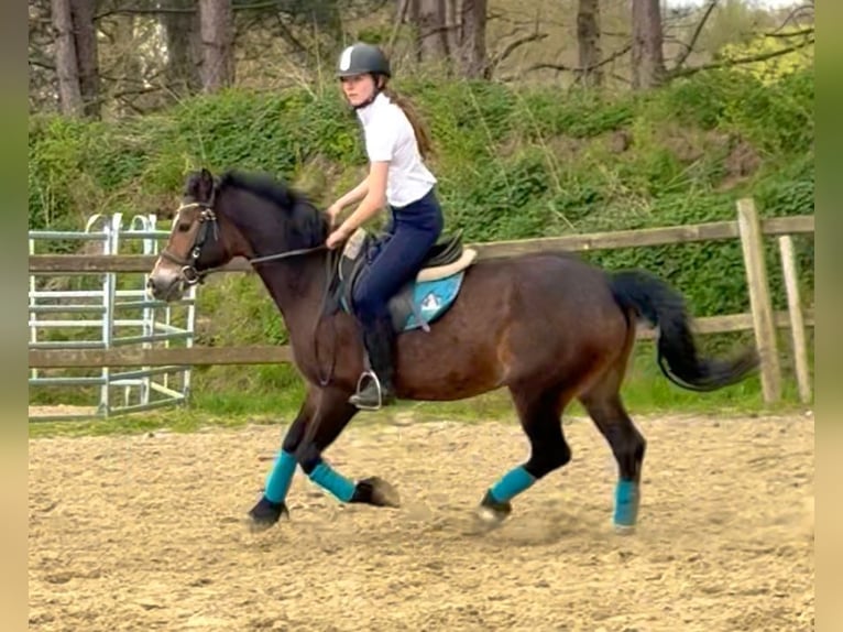 Welsh-D Jument 6 Ans 142 cm Bai brun in Bornem