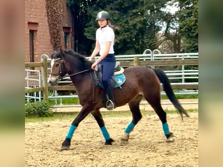 Welsh-D Jument 6 Ans 142 cm Bai brun in Bornem