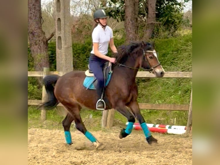 Welsh-D Jument 6 Ans 142 cm Bai brun in Bornem