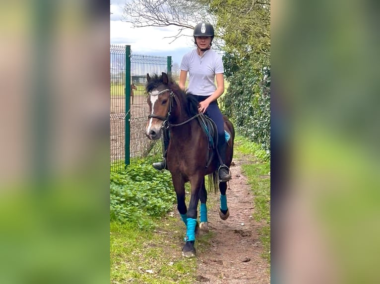 Welsh-D Jument 6 Ans 142 cm Bai brun in Bornem