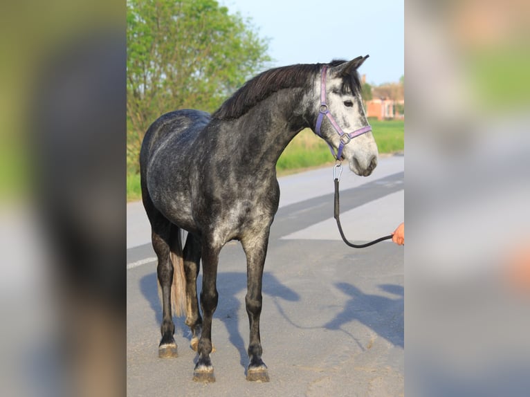 Welsh-D Jument 6 Ans 143 cm Gris in Borstdorf