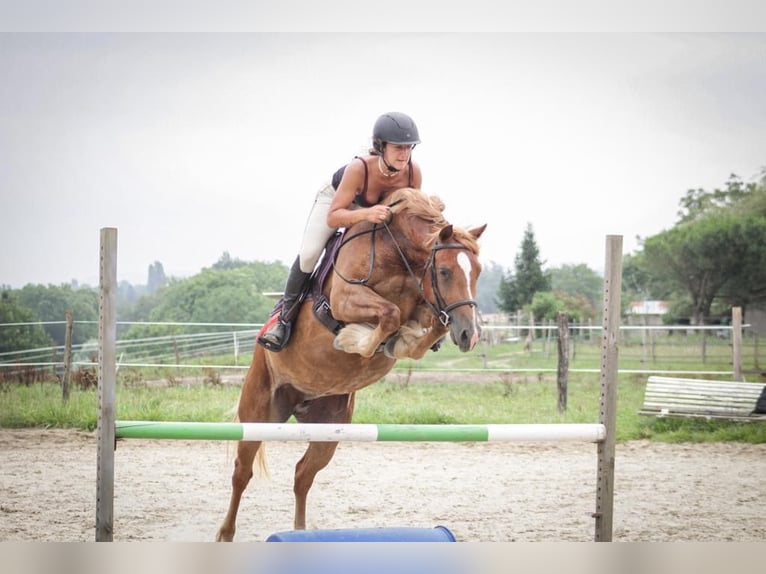 Welsh-D Jument 6 Ans 147 cm Alezan in Sauveterre-de-B&#xE9;arn