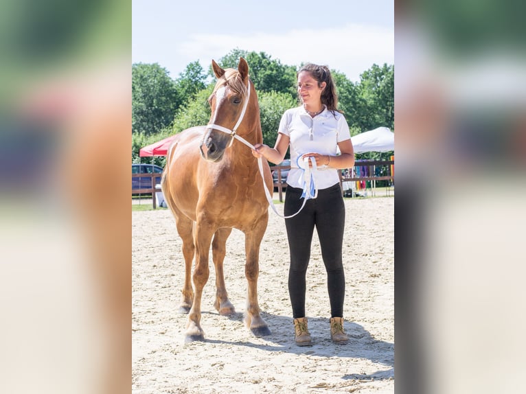 Welsh-D Jument 6 Ans 147 cm Alezan in Sauveterre-de-B&#xE9;arn