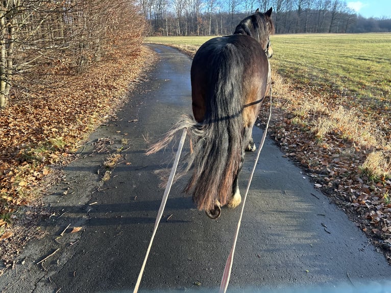 Welsh-D Jument 6 Ans 147 cm Bai brun in Dickendorf