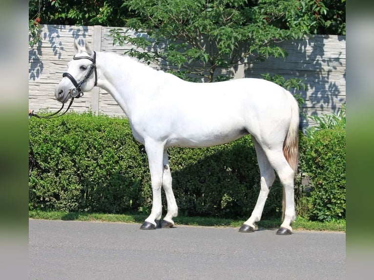 Welsh-D Jument 7 Ans 145 cm Blanc in Budapest