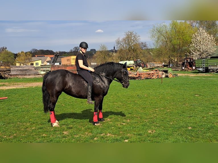 Welsh-D Jument 7 Ans 148 cm Noir in Niederwiesa