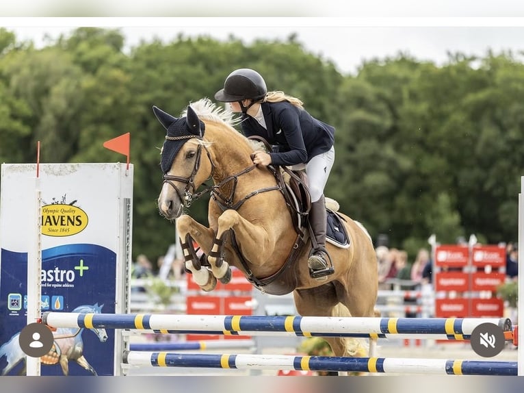 Welsh-D Jument 7 Ans 148 cm Palomino in Makkum