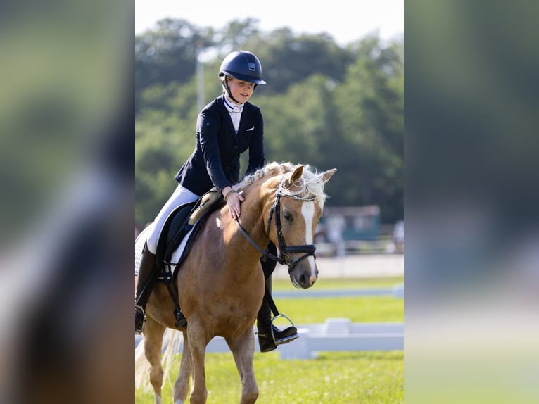 Welsh-D Jument 7 Ans 148 cm Palomino in Makkum