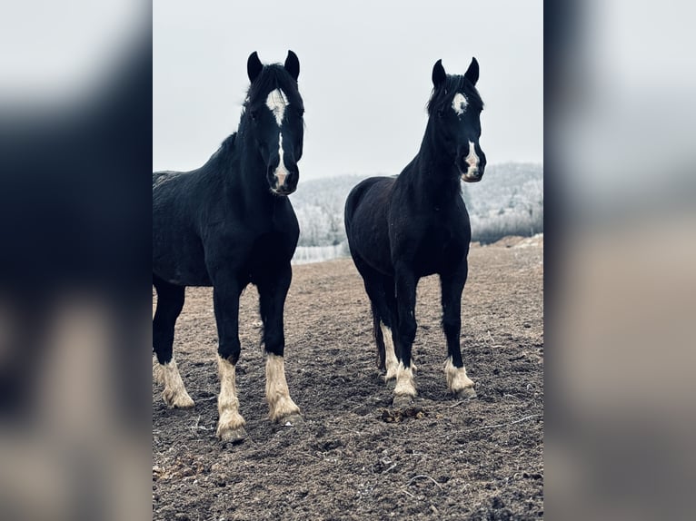 Welsh-D Jument 7 Ans 149 cm Noir in Pécs