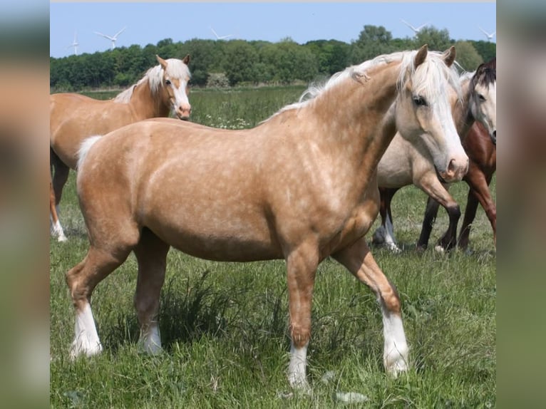 Welsh-D Jument 7 Ans 150 cm Palomino in Weistrach