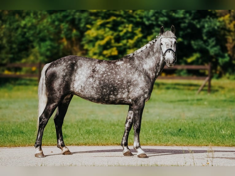 Welsh-D Croisé Jument 8 Ans 142 cm Gris in Pi&#x146;&#x137;i