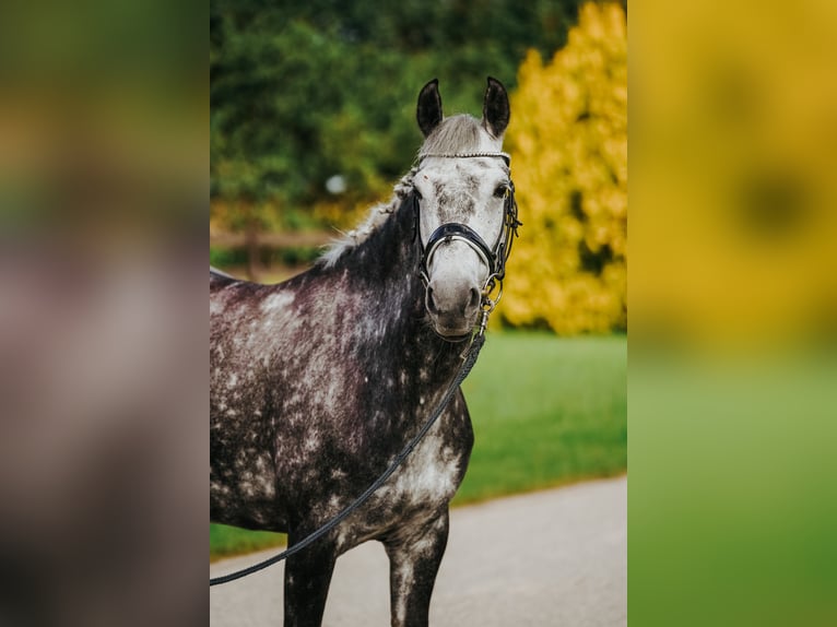 Welsh-D Croisé Jument 8 Ans 142 cm Gris in Pi&#x146;&#x137;i