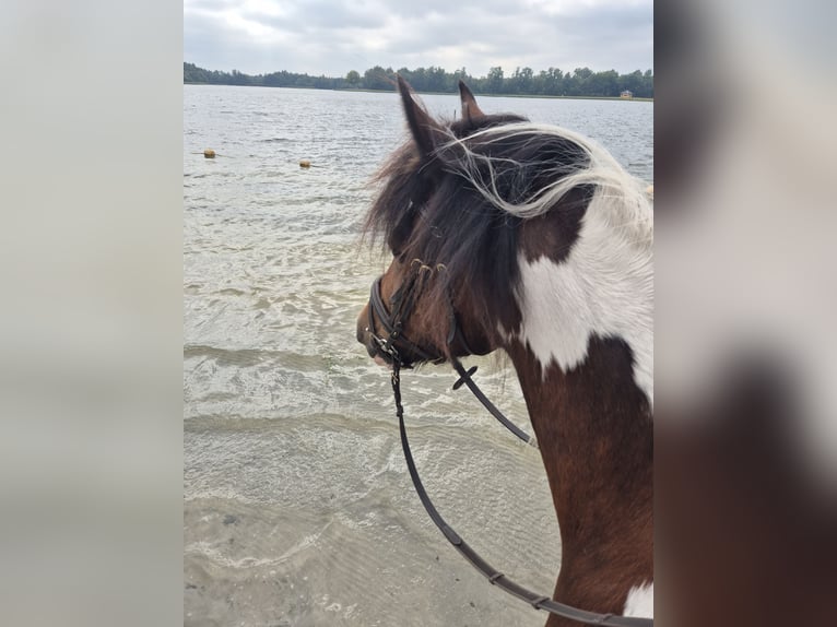 Welsh-D Croisé Jument 8 Ans 145 cm Pinto in Enschede
