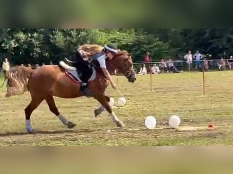 Welsh-D Jument 8 Ans 148 cm Alezan in Tornesch