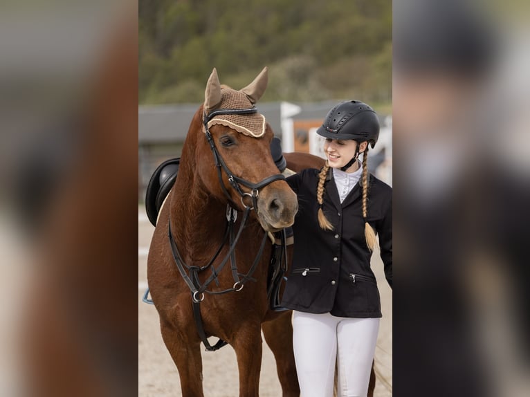 Welsh-D Jument 8 Ans 148 cm Alezan in Prag