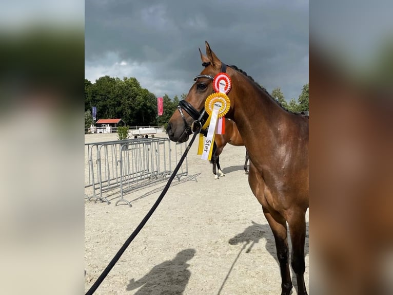 Welsh-D Jument 8 Ans 148 cm Bai brun in Vught