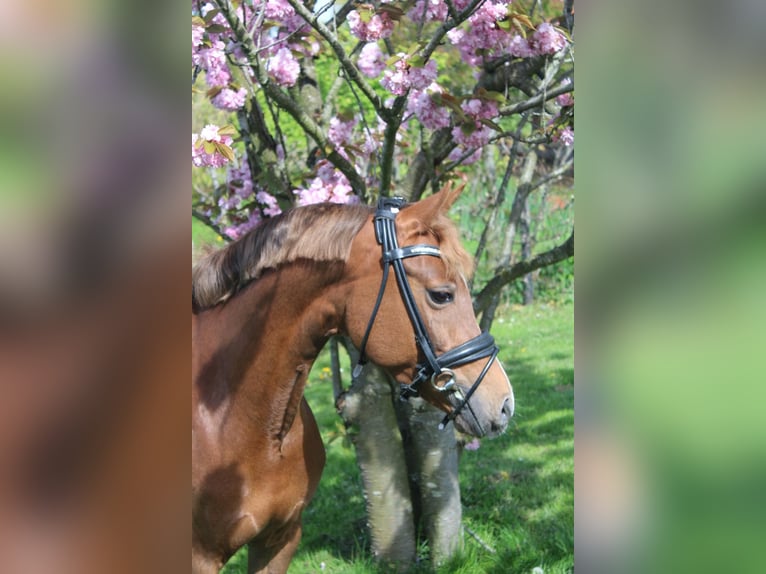 Welsh-D Jument 9 Ans 144 cm Alezan brûlé in Pijnacker