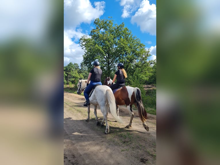Welsh-D Croisé Jument 9 Ans 145 cm Pinto in Enschede