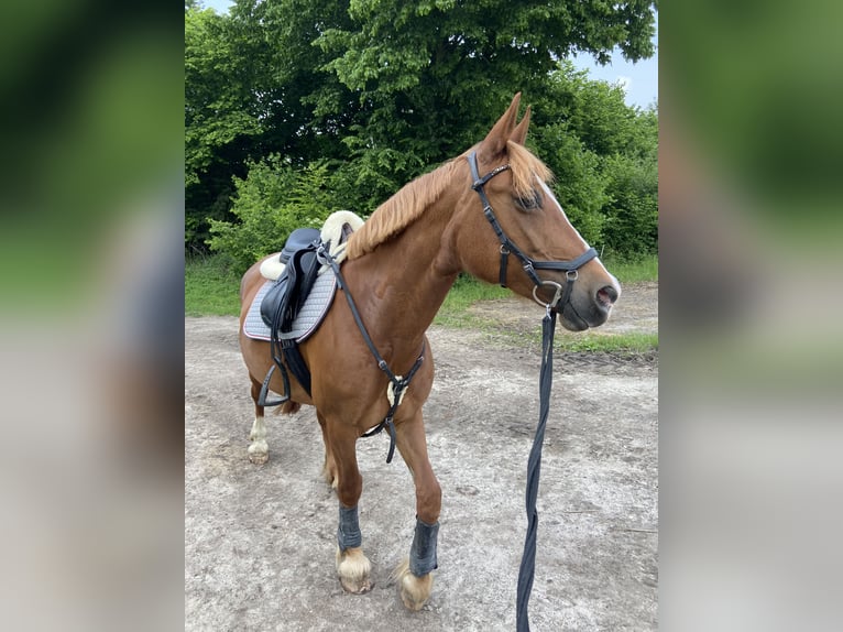 Welsh-D Jument 9 Ans 148 cm Alezan in Tornesch