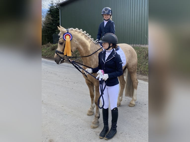 Welsh-D Jument 9 Ans 148 cm Palomino in Kabelhorst
