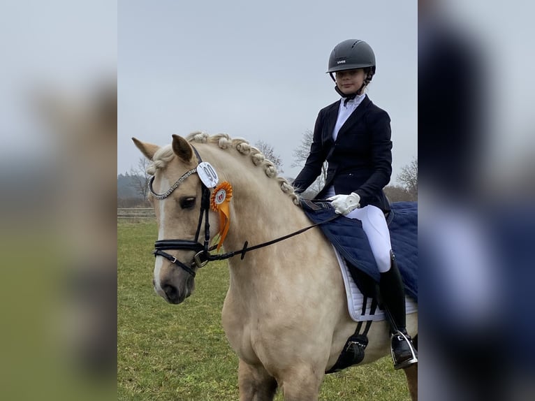 Welsh-D Jument 9 Ans 148 cm Palomino in Kabelhorst