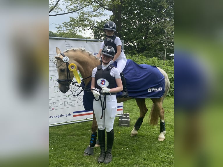 Welsh-D Jument 9 Ans 148 cm Palomino in Kabelhorst