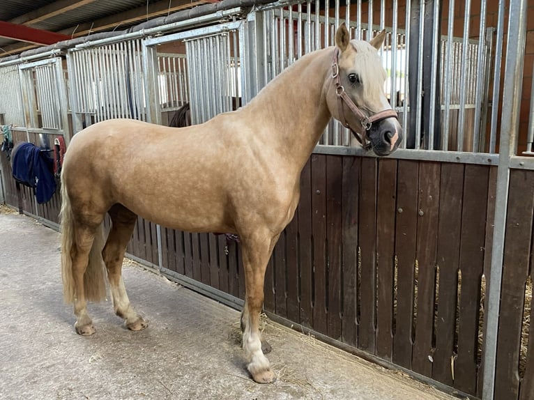Welsh-D Jument 9 Ans 148 cm Palomino in Kabelhorst