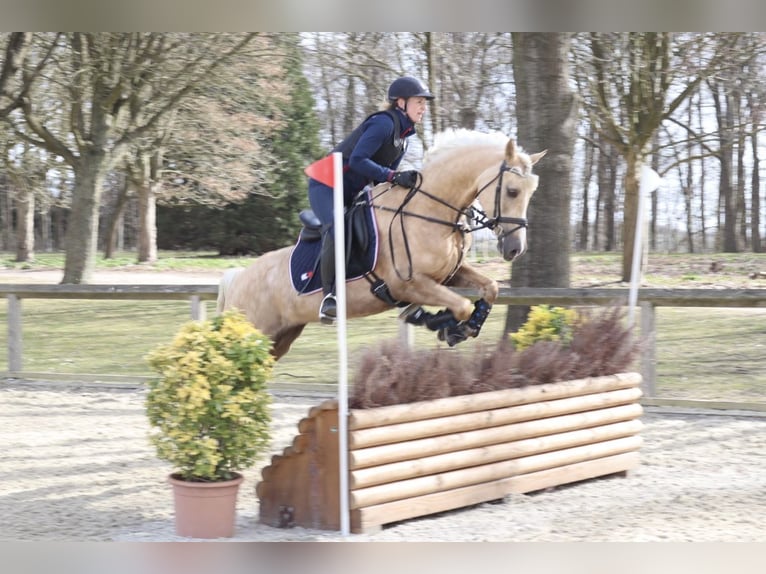 Welsh-D Jument 9 Ans 148 cm Palomino in Kabelhorst