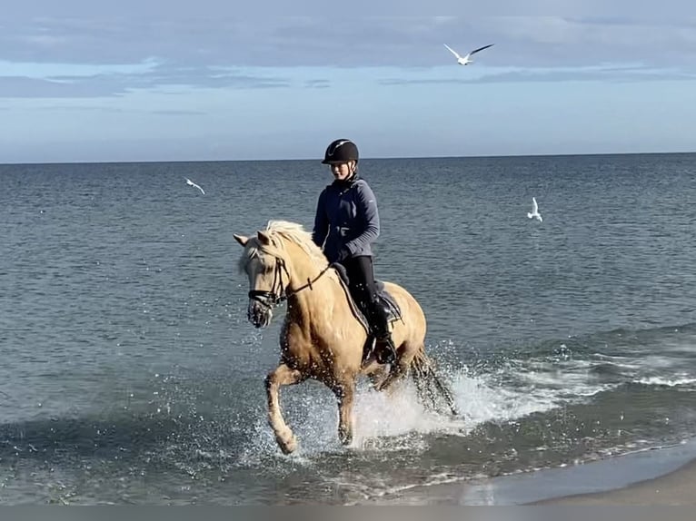 Welsh-D Jument 9 Ans 148 cm Palomino in Kabelhorst