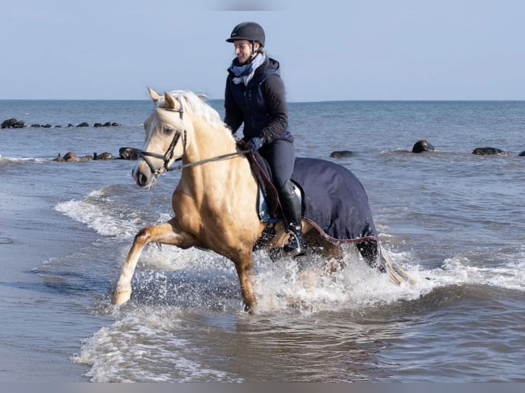Welsh-D Jument 9 Ans 148 cm Palomino in Kabelhorst
