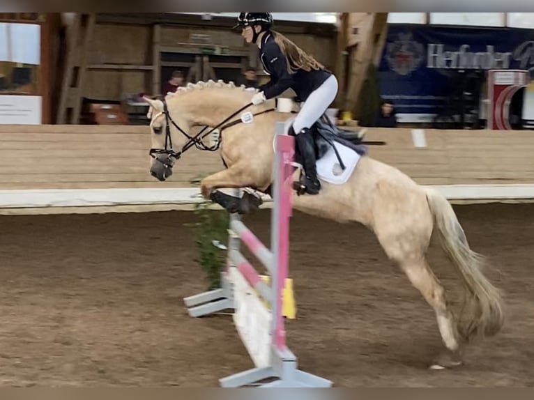 Welsh-D Jument 9 Ans 148 cm Palomino in Kabelhorst