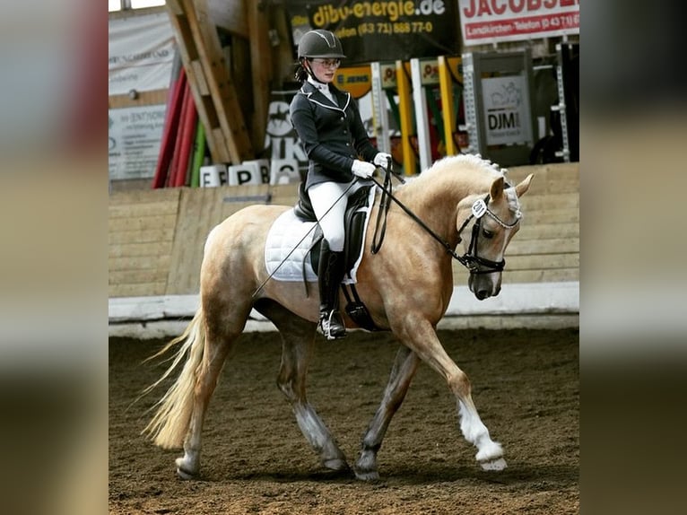 Welsh-D Jument 9 Ans 148 cm Palomino in Kabelhorst