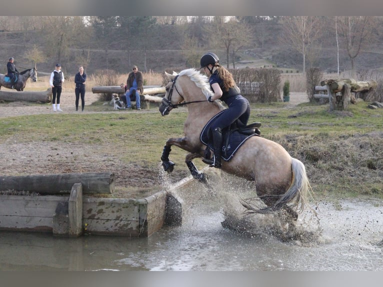 Welsh-D Jument 9 Ans 148 cm Palomino in Kabelhorst