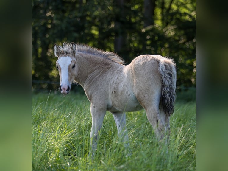 Welsh-D Jument Poulain (04/2026) 148 cm Buckskin in Kirchlengern