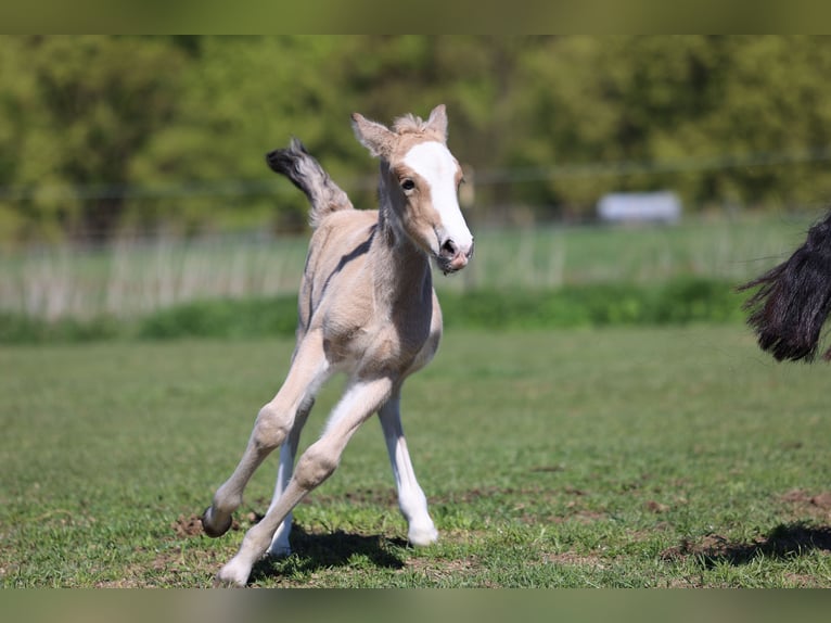 Welsh-D Jument Poulain (04/2026) 148 cm Buckskin in Kirchlengern