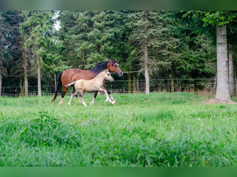 Welsh-D Jument Poulain (06/2025) 150 cm Buckskin in Schleiden