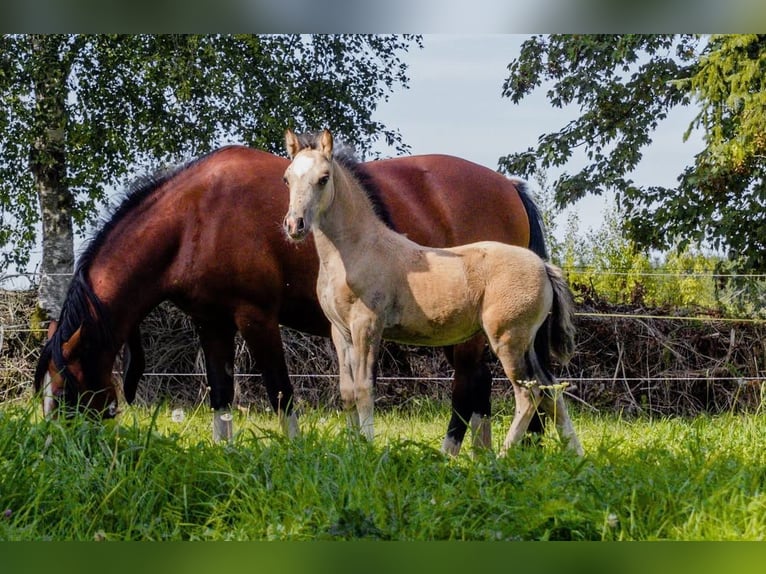 Welsh-D Jument Poulain (06/2025) 150 cm Buckskin in Schleiden