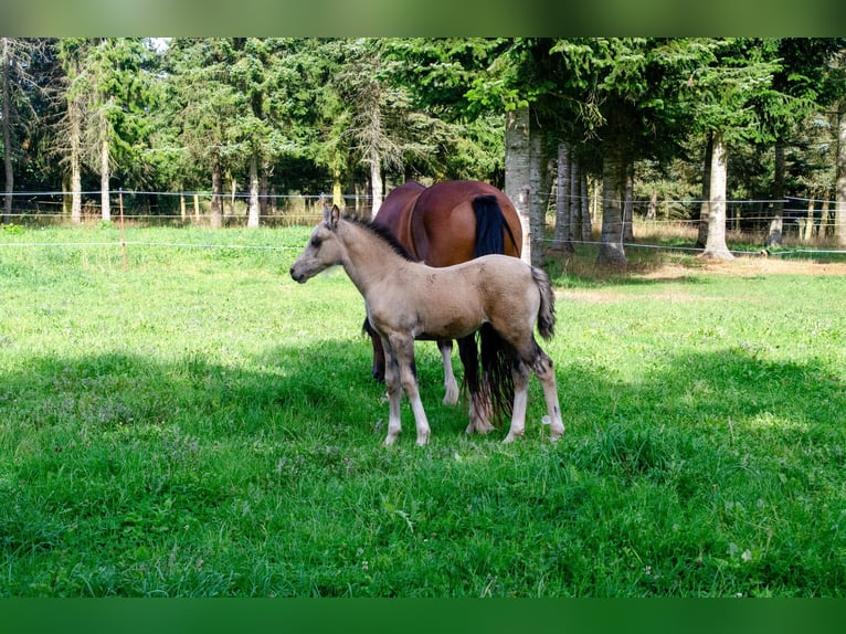 Welsh-D Jument Poulain (06/2025) 150 cm Buckskin in Schleiden