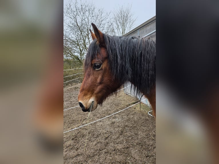Welsh-D Merrie 10 Jaar 146 cm Bruin in Hohenahr