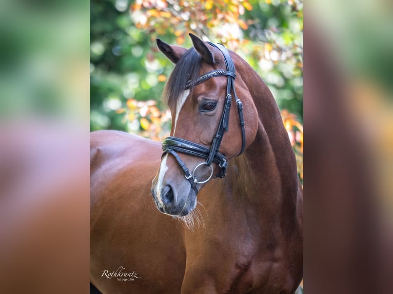 Welsh-D Merrie 10 Jaar 148 cm Bruin in Maurik