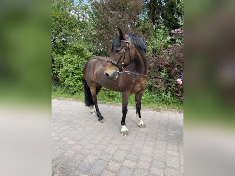 Welsh-D Merrie 11 Jaar 142 cm Donkerbruin in Osterburg