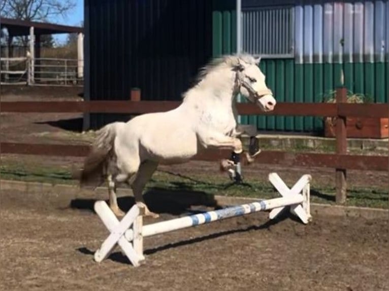 Welsh-D Mix Merrie 11 Jaar 143 cm Perlino in Blekendorf