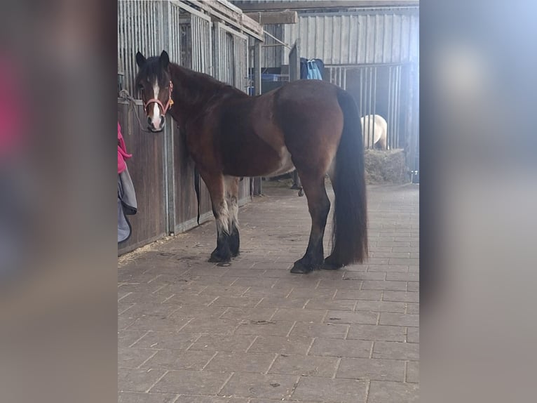 Welsh-D Merrie 11 Jaar 144 cm Bruin in Filsum