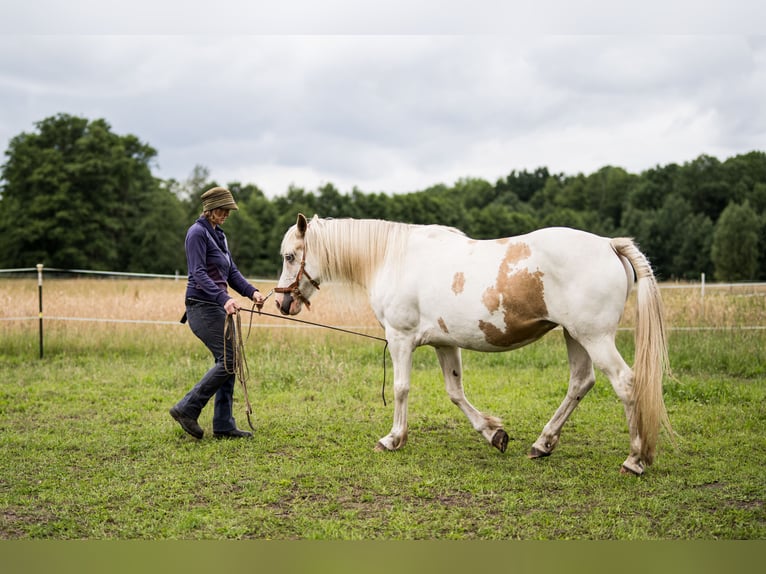 Welsh-D Mix Merrie 11 Jaar 153 cm Overo-alle-kleuren in Luckau